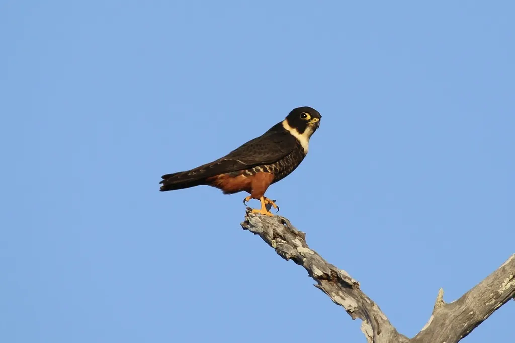 食蝠隼(Falco rufigularis)