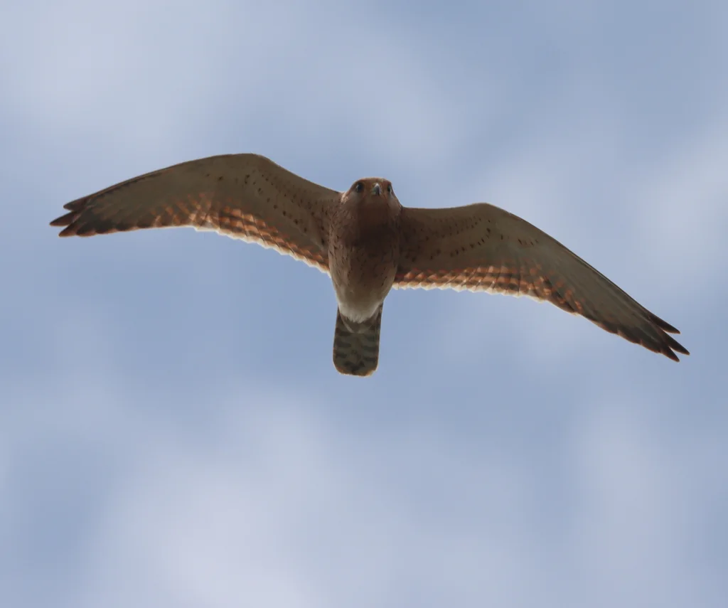 黄眼隼(Falco rupicoloides)