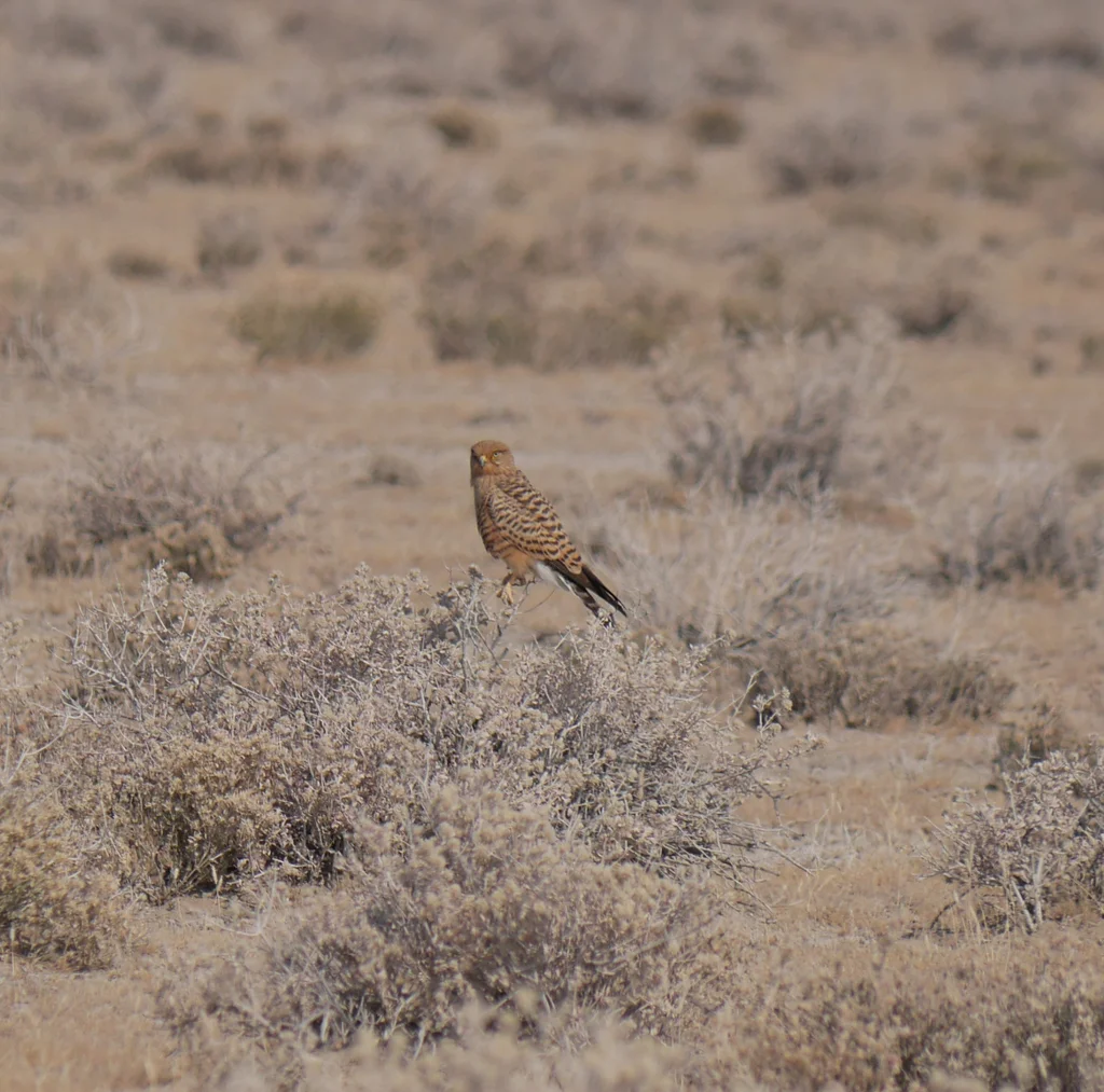 黄眼隼(Falco rupicoloides)