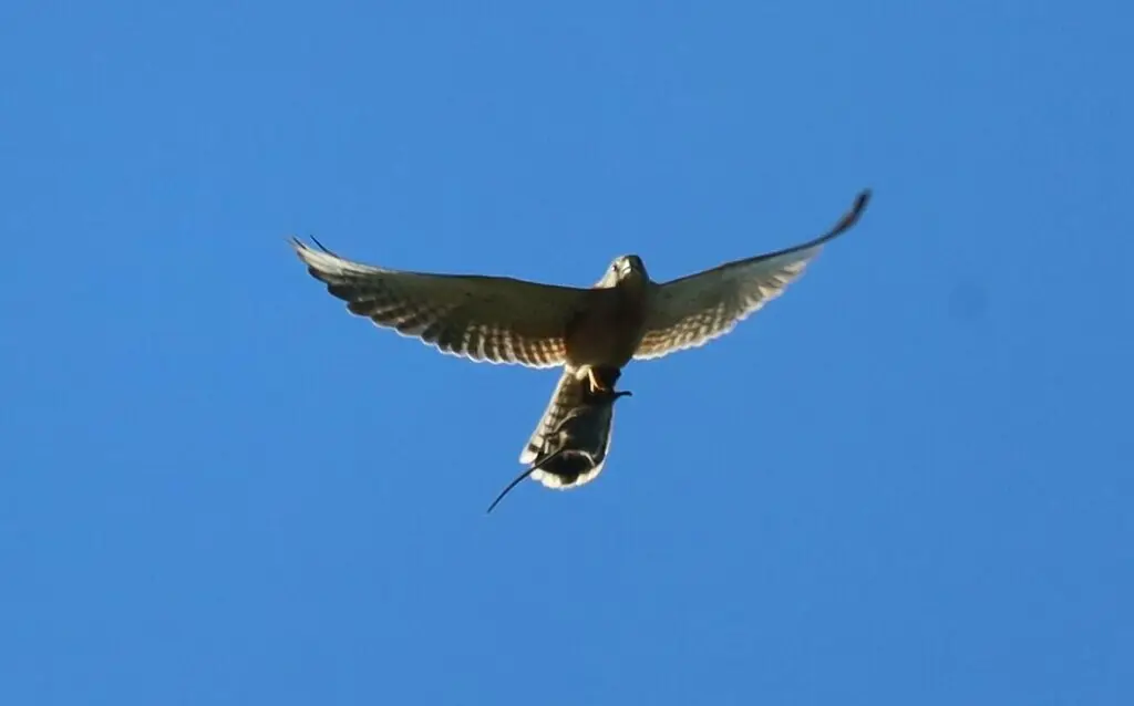 岩隼(Falco rupicolus)
