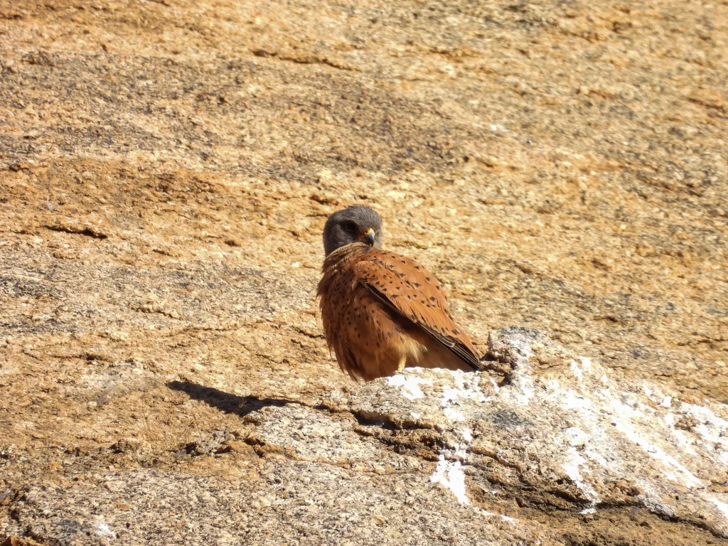 岩隼(Falco rupicolus)