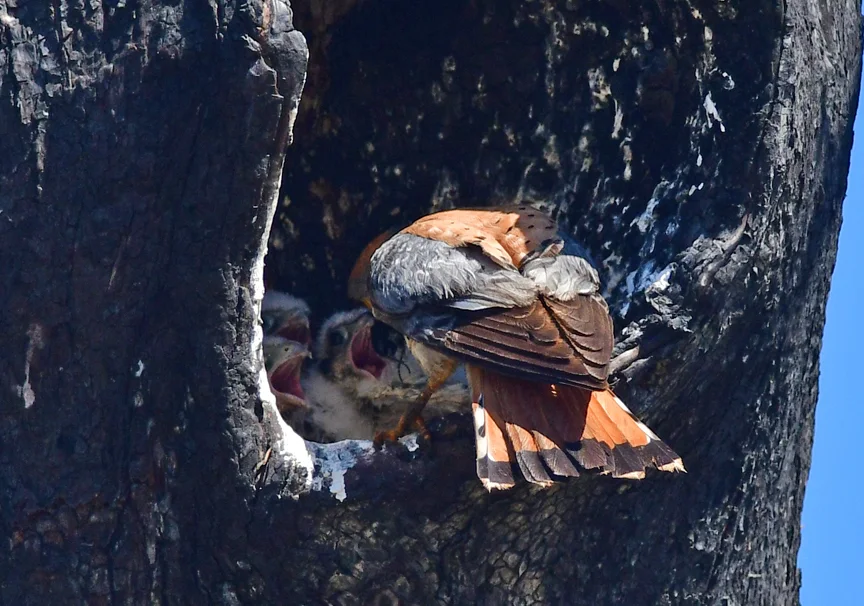 美洲隼(Falco sparverius)