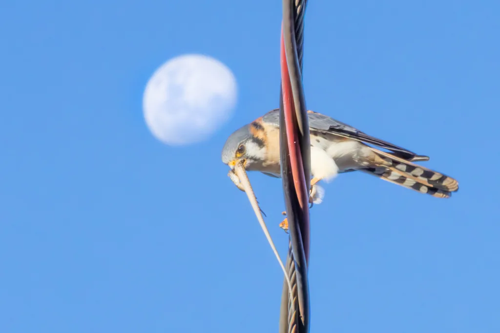 美洲隼(Falco sparverius)