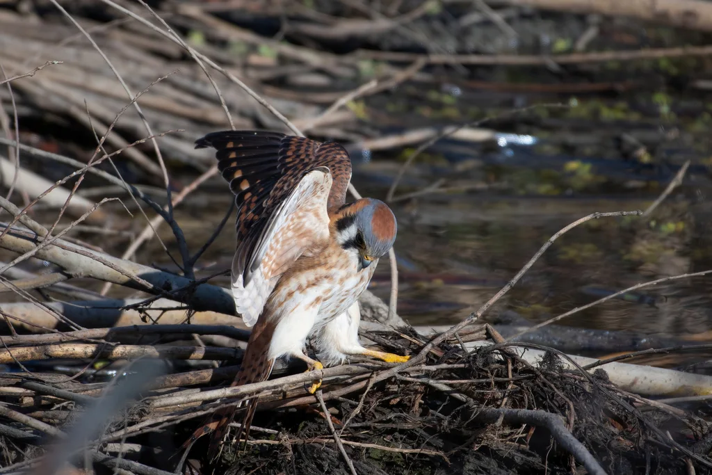美洲隼(Falco sparverius)