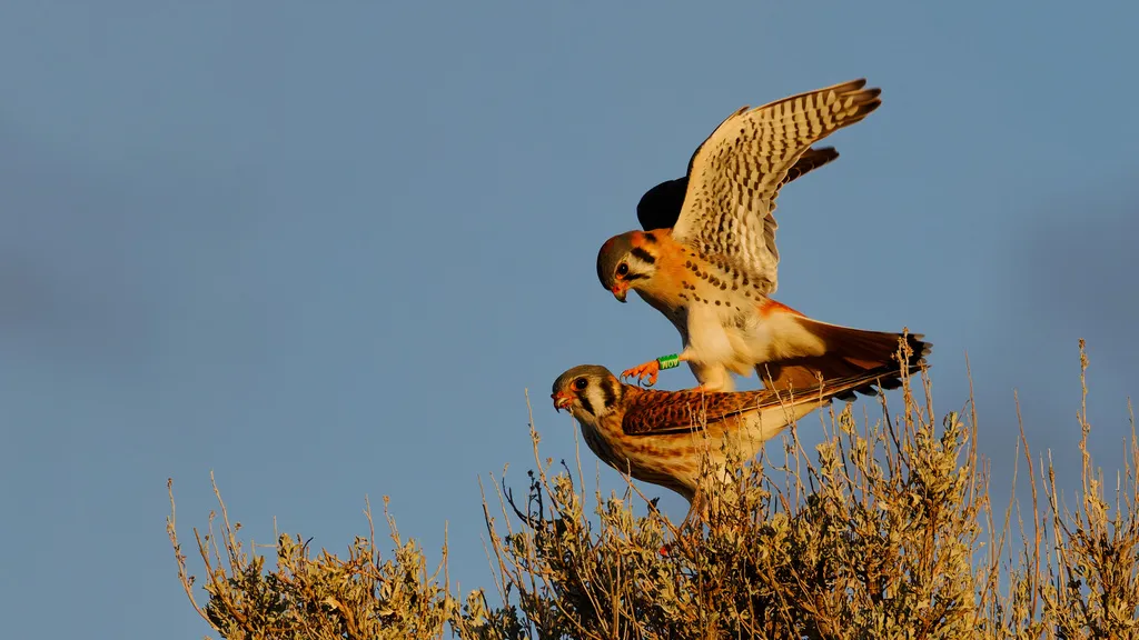 美洲隼(Falco sparverius)