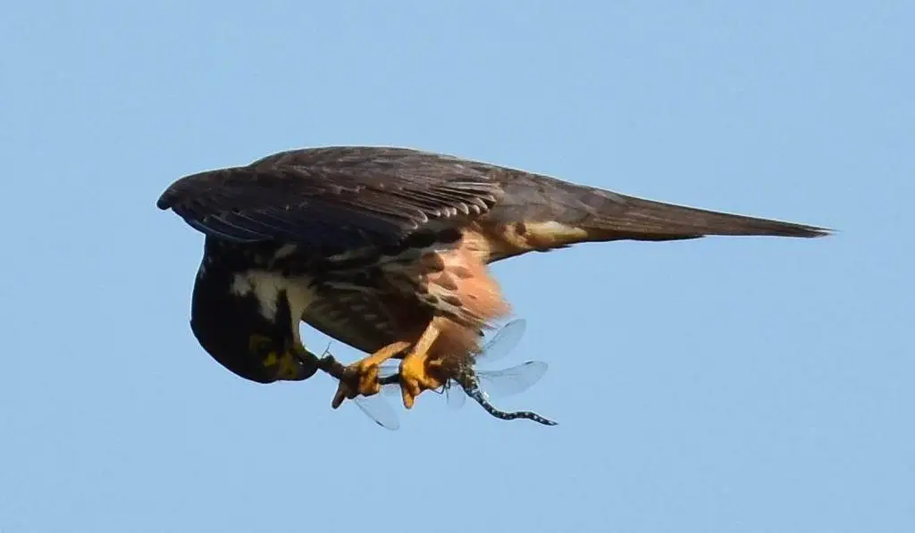 燕隼（Falco subbuteo）