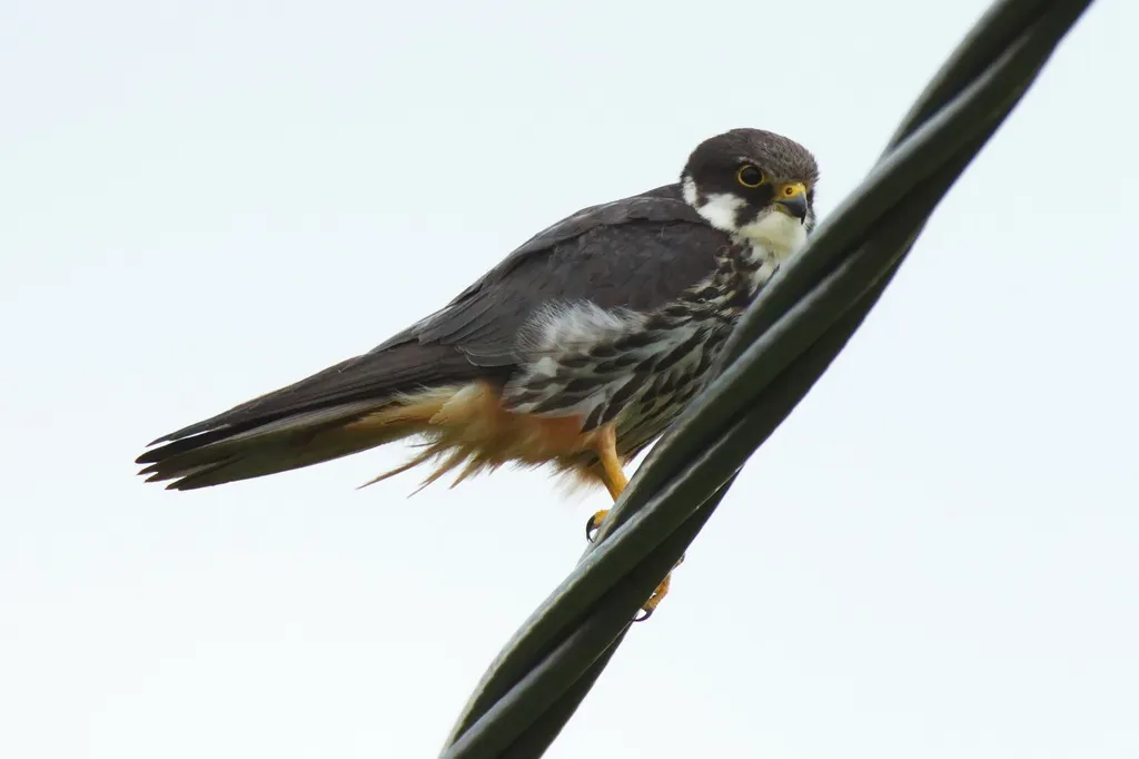 燕隼（Falco subbuteo）