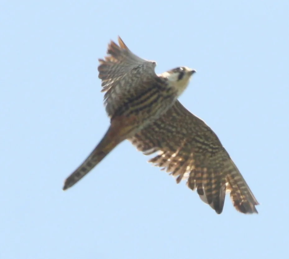 燕隼（Falco subbuteo）