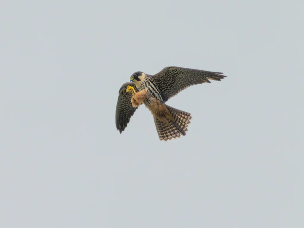 燕隼（Falco subbuteo）