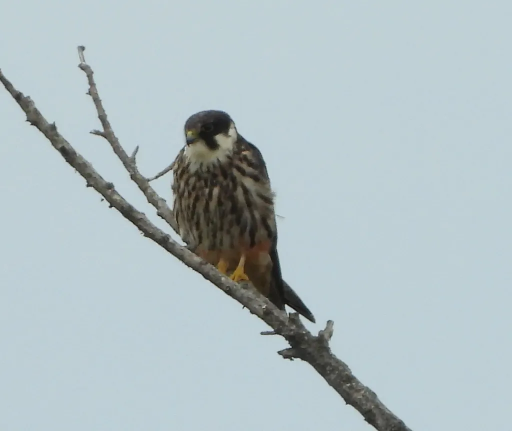 燕隼（Falco subbuteo）