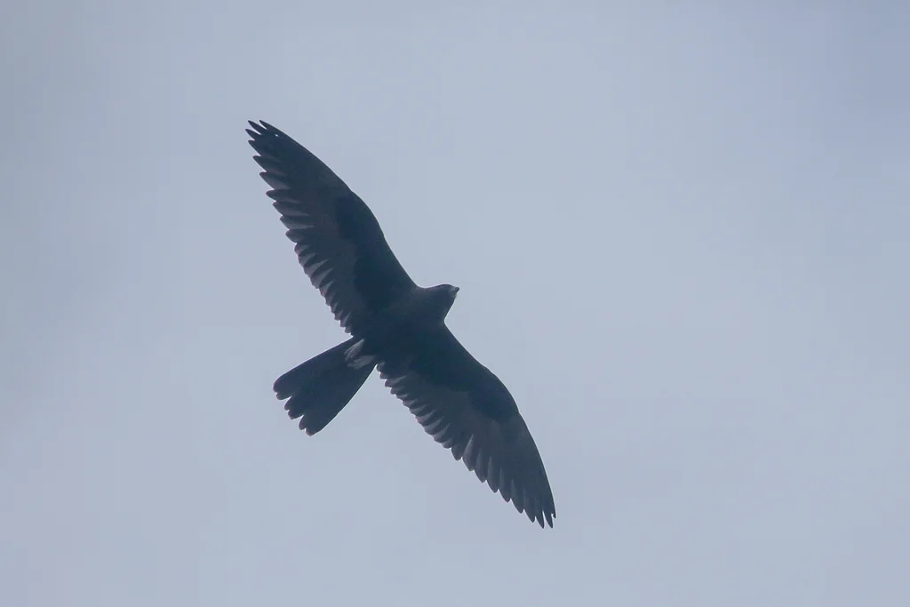 黑隼(Falco subniger)