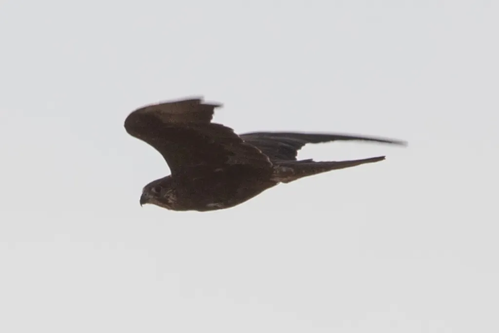 黑隼(Falco subniger)