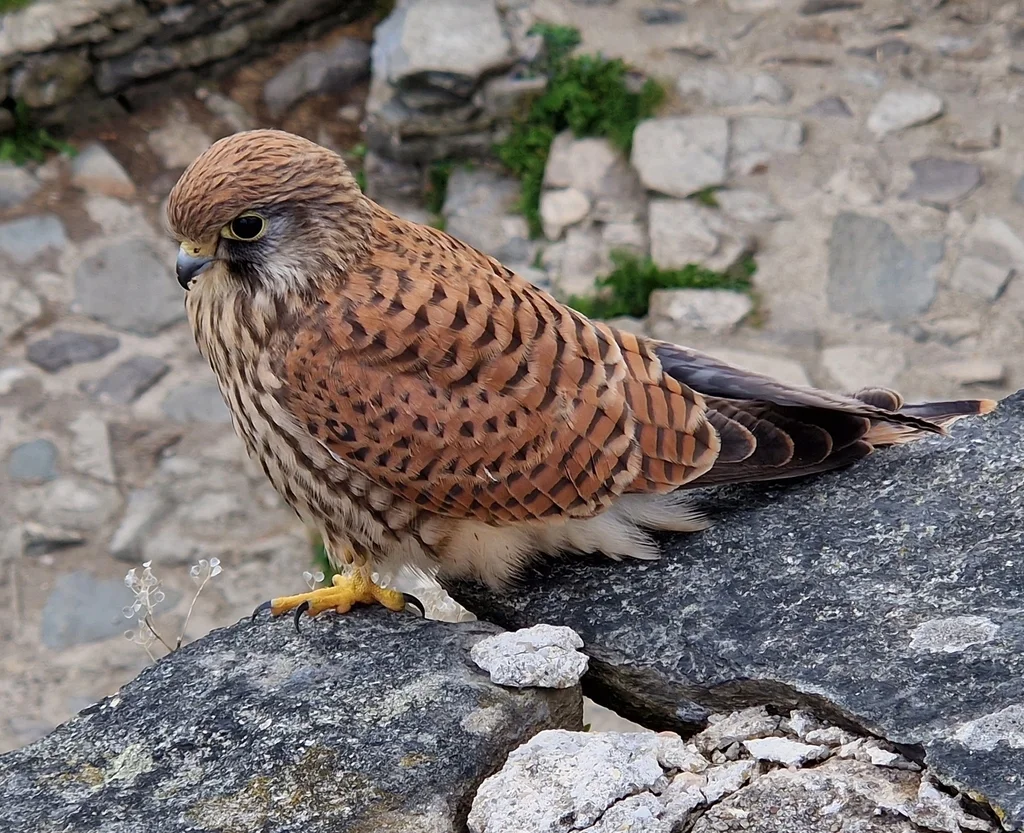 红隼(Falco tinnunculus)
