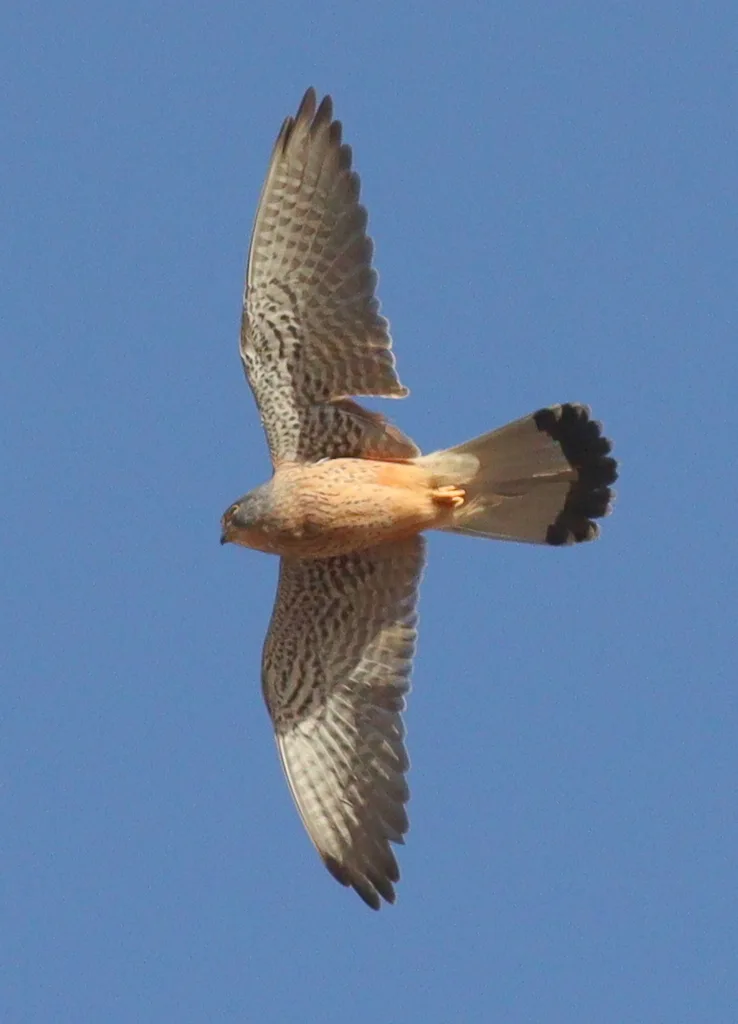 红隼(Falco tinnunculus)