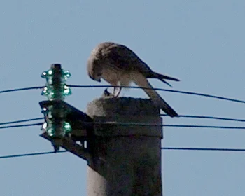 红隼(Falco tinnunculus)