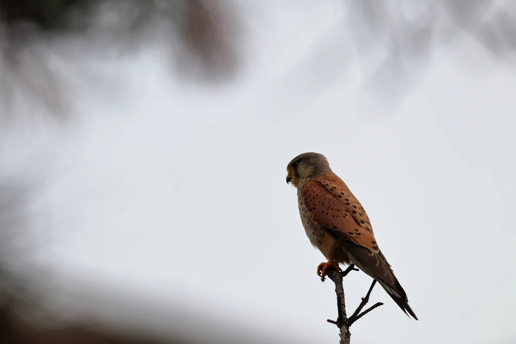 红隼(Falco tinnunculus)