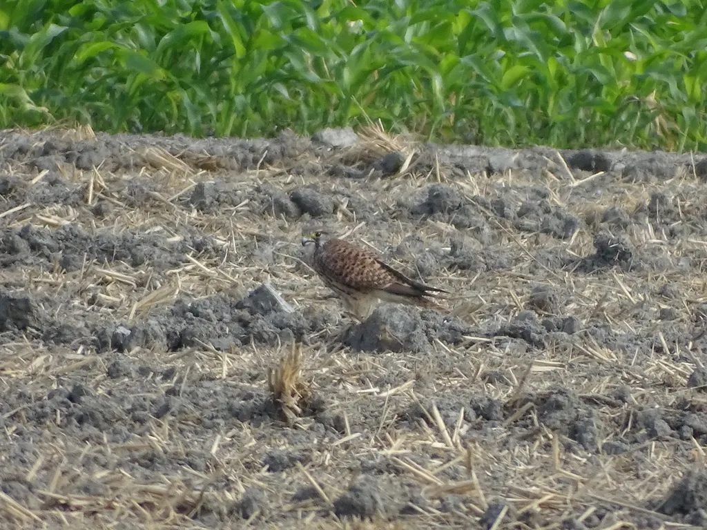 红隼(Falco tinnunculus)