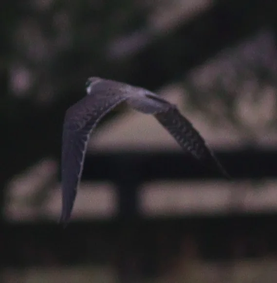 西红脚隼(Falco vespertinus)