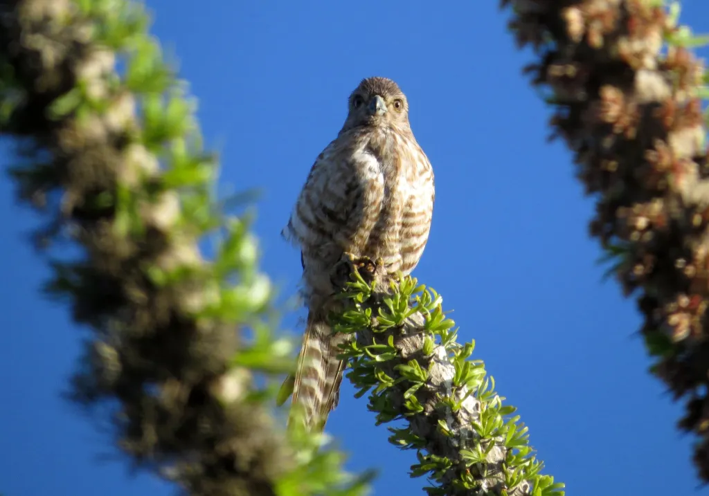 马岛斑隼(Falco zoniventris)