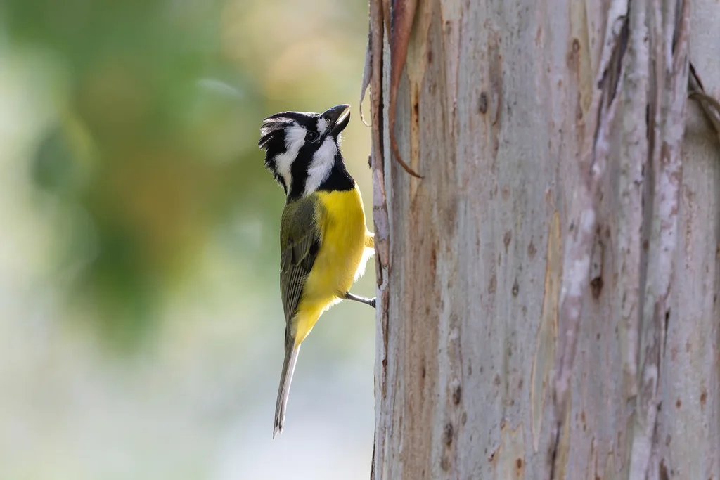 东鵙雀鹟(Falcunculus frontatus)