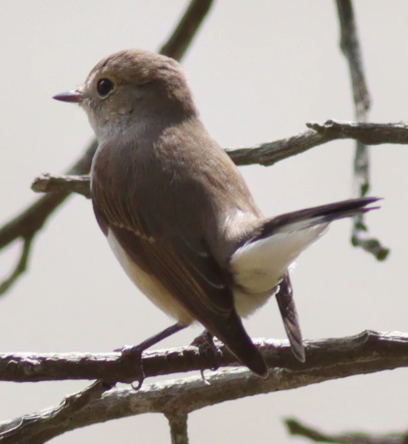 红喉姬鹟(Ficedula albicilla)
