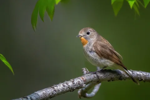 红喉姬鹟