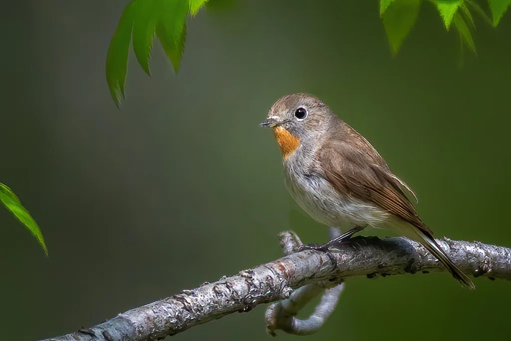 红喉姬鹟(Ficedula albicilla)