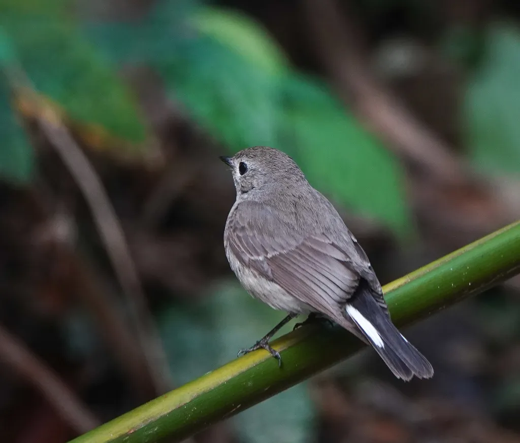 红喉姬鹟(Ficedula albicilla)