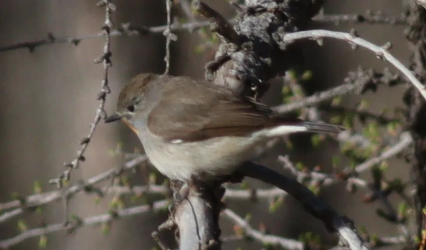 红喉姬鹟(Ficedula albicilla)