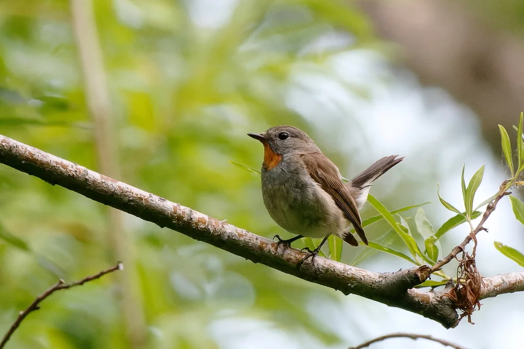 红喉姬鹟(Ficedula albicilla)