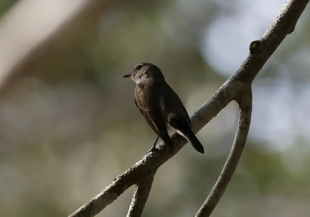 红喉姬鹟(Ficedula albicilla)