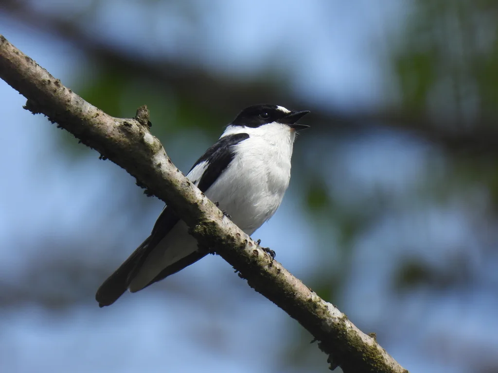 白领姬鹟(Ficedula albicollis)