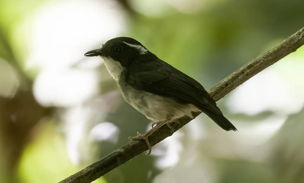 小灰姬鹟(Ficedula basilanica)