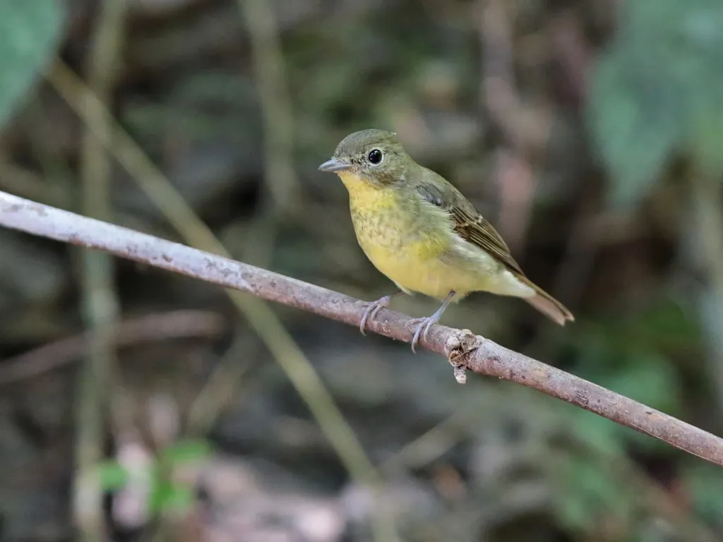 绿背姬鹟(Ficedula elisae)