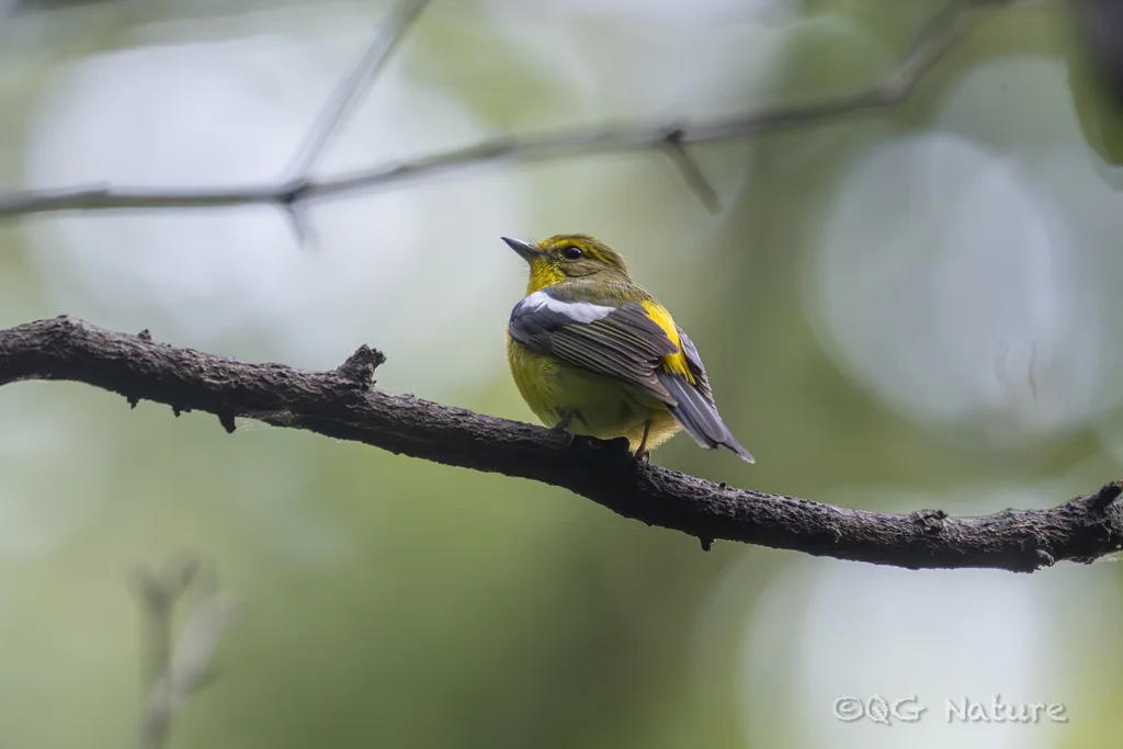 绿背姬鹟(Ficedula elisae)