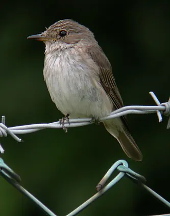 哈氏姬鹟(Ficedula harterti)
