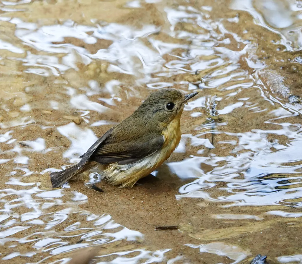 侏蓝姬鹟(Ficedula hodgsoni)