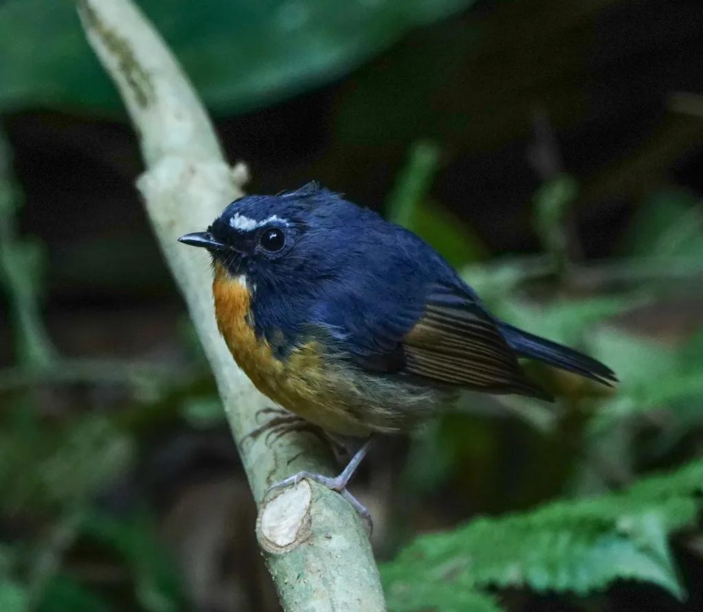 棕胸蓝姬鹟（Ficedula hyperythra）
