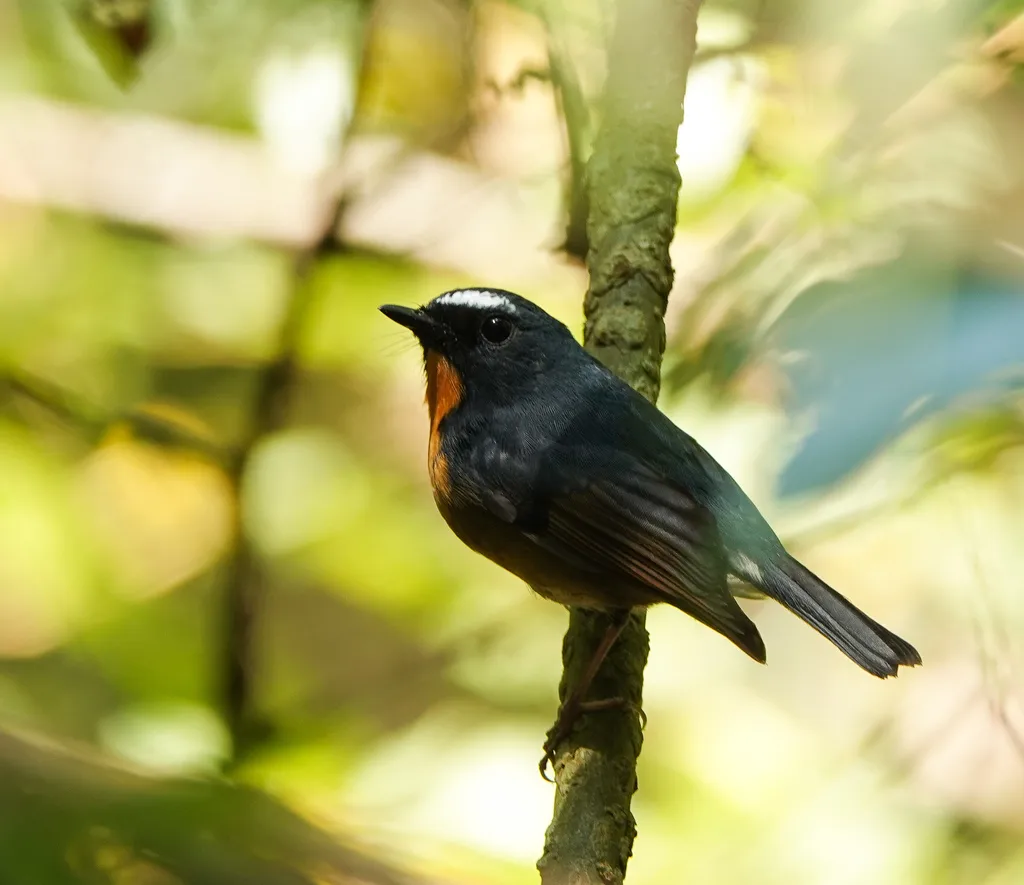 棕胸蓝姬鹟（Ficedula hyperythra）