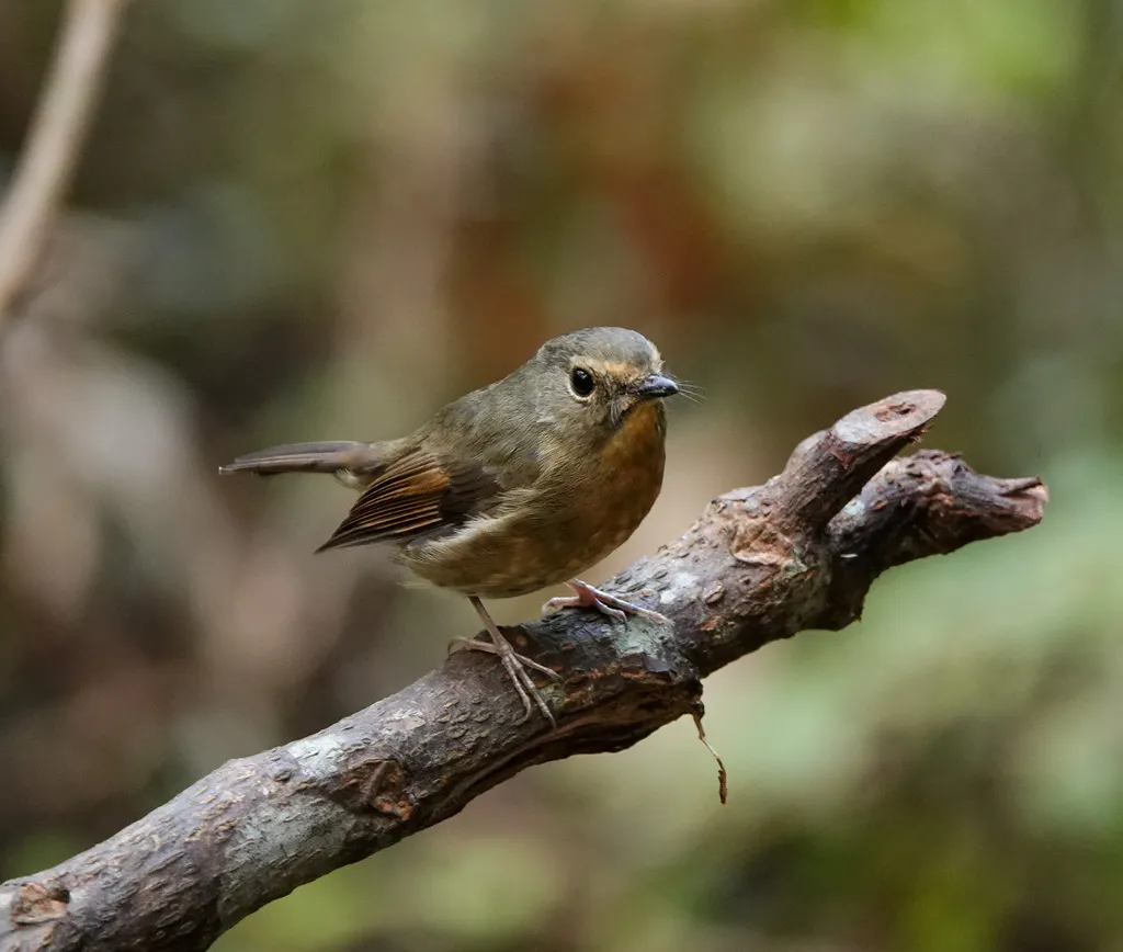 棕胸蓝姬鹟（Ficedula hyperythra）