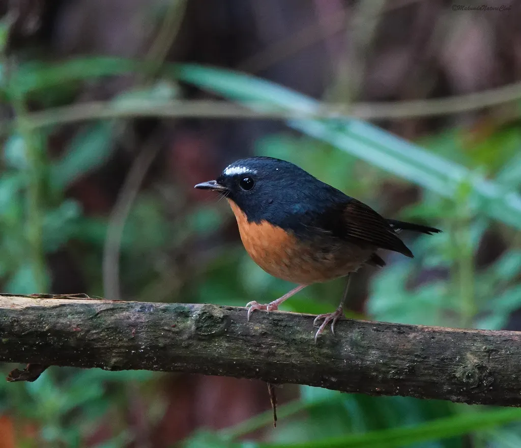 棕胸蓝姬鹟（Ficedula hyperythra）