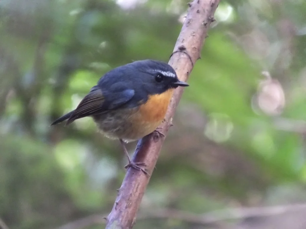棕胸蓝姬鹟（Ficedula hyperythra）