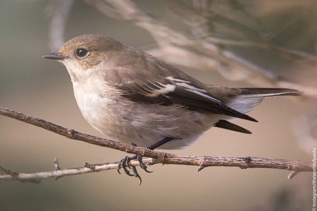 斑姬鹟(Ficedula hypoleuca)