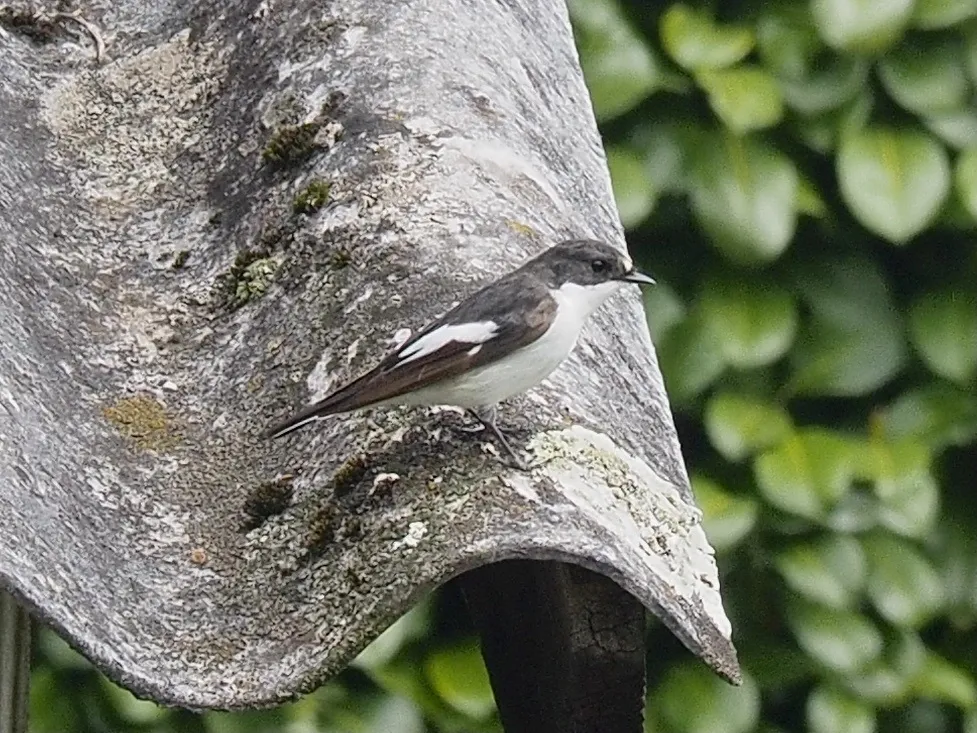 斑姬鹟(Ficedula hypoleuca)