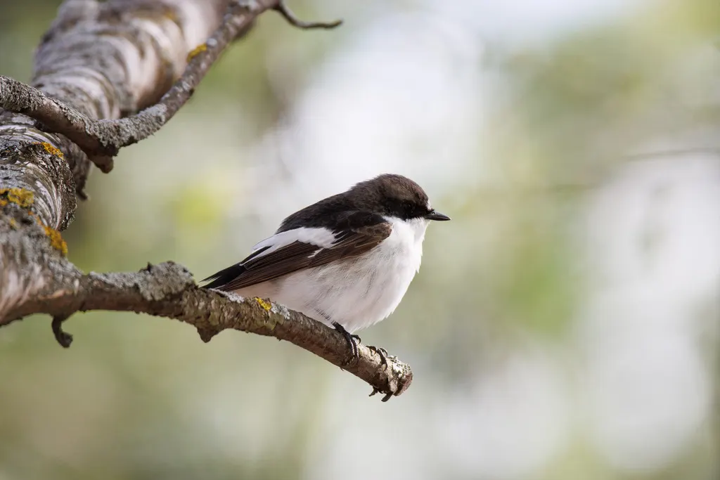 斑姬鹟(Ficedula hypoleuca)