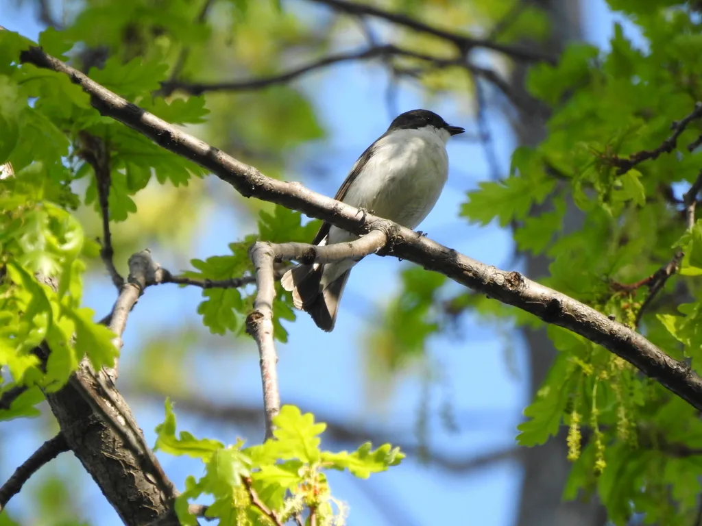 斑姬鹟(Ficedula hypoleuca)