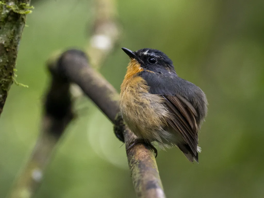 菲律宾姬鹟(Ficedula luzoniensis)