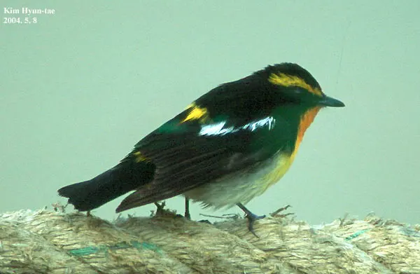 黄眉姬鹟(Ficedula narcissina)