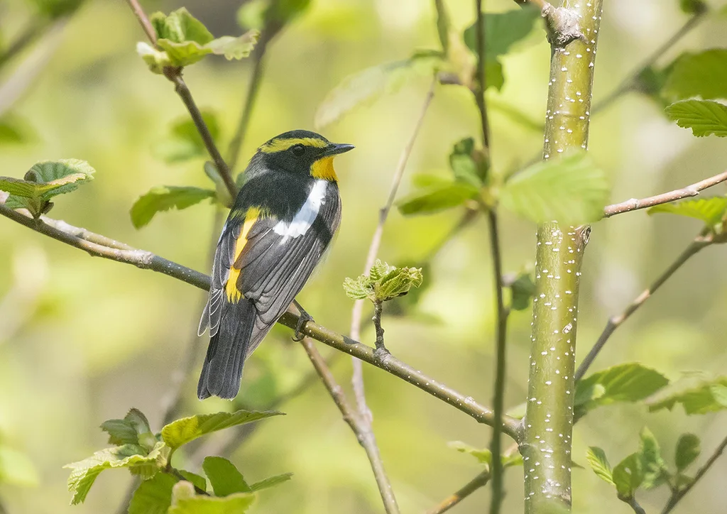 黄眉姬鹟(Ficedula narcissina)