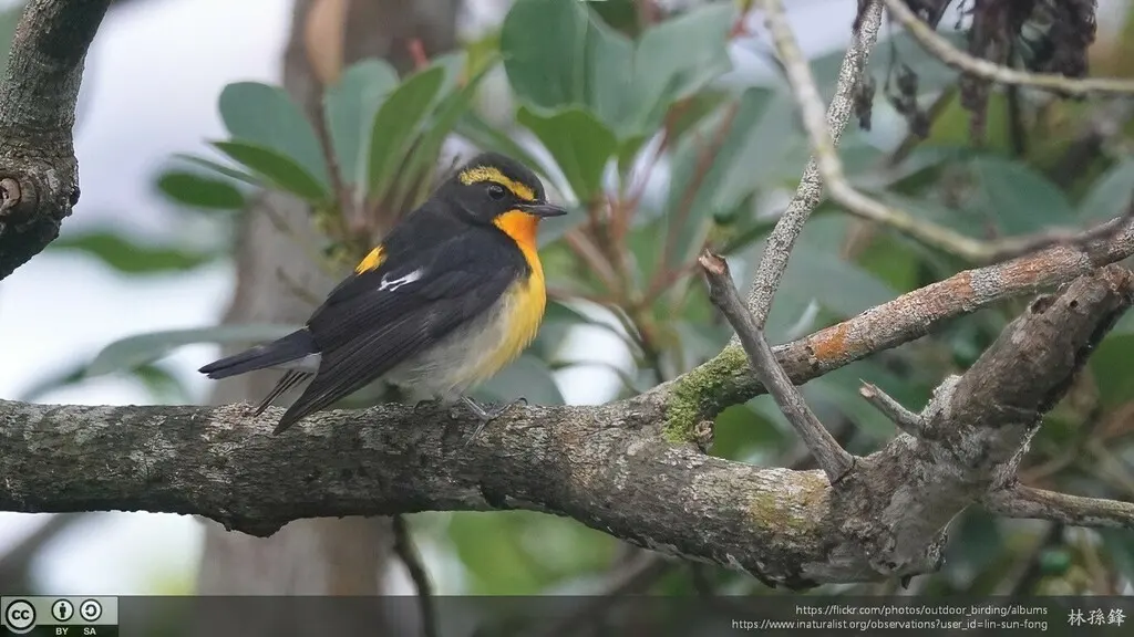 黄眉姬鹟(Ficedula narcissina)